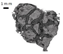 3D model of
earliest sponge-like animal fossils