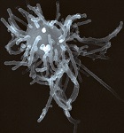 Capsaspora owczarzaki