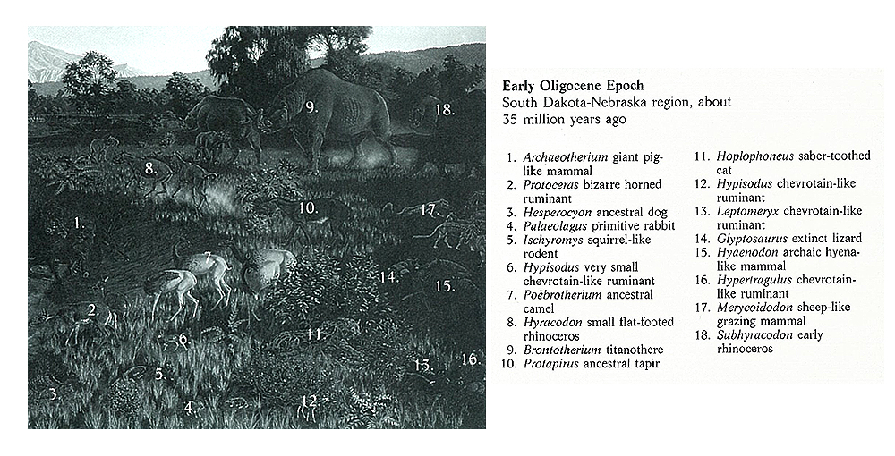 Early Oligocene Diorama Key