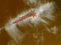 Amoeba Chemotaxis Epigenesis