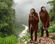 Ardipithecus ramidus diorama - evolution-involution.org