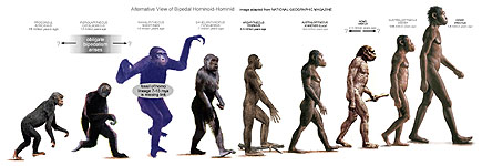 Alt Chart Depicting our bipedal Hominoid-Hominid cousins in our phylogenic advance to strident bipedalism - From Proconsul (15 Mya) to H. erectus (1.8 Mya)