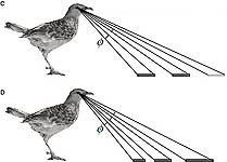 Bower Bird Illusion of Forced Perspective