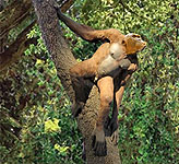 Hispanopithecus laietanus synonymous with Dryopithecus - Late Miocene 9.5 Ma homonoid from Spain