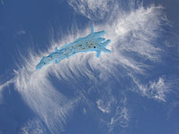 Epigenesis Cloud- cosmic symbiosis evolving an amoebic lifeform