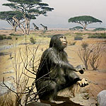 Homo habilis female - 2.3 Ma - mothering future physicists?