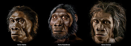 H.habilis - H. rudolfensis - H. erectus reconstruction by John Gurche
