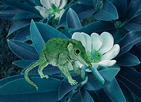 Juramaia sinensis 160 Ma Jurassic eutherian mammal, China