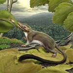 Placental Ancestor Reconstruction by Paleo Artist Carl Buell