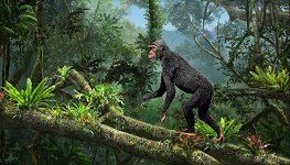 Proconsul incipient bipedal - 18 Mya Kenya