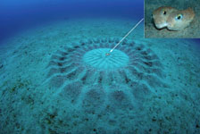 Puffer fish nest and spawning pair by Yoji Okata