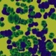 Single-Cell Life Begins