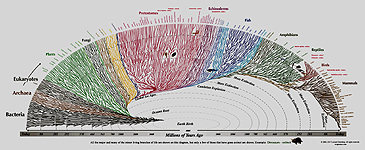 Tree of Life Illustration by Leonard Eisenberg