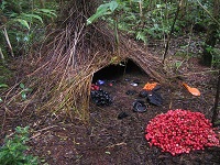 Vogelkop Bowerbird Bower - Australia