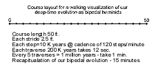 walking_hominid_evolution.gif
