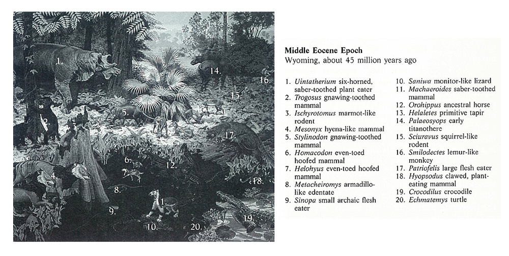 Middle Eocene Captions 