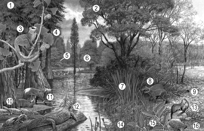 Late Paleocene Biota - Wyoming