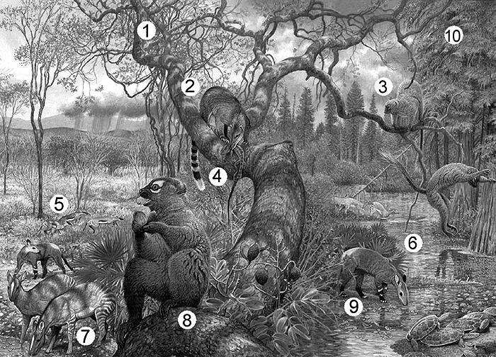 Late Paleocene Biota - Wyoming