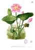 Nelumbo nucifera Gaertn