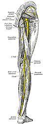 Sciatic - Tibial Nerve