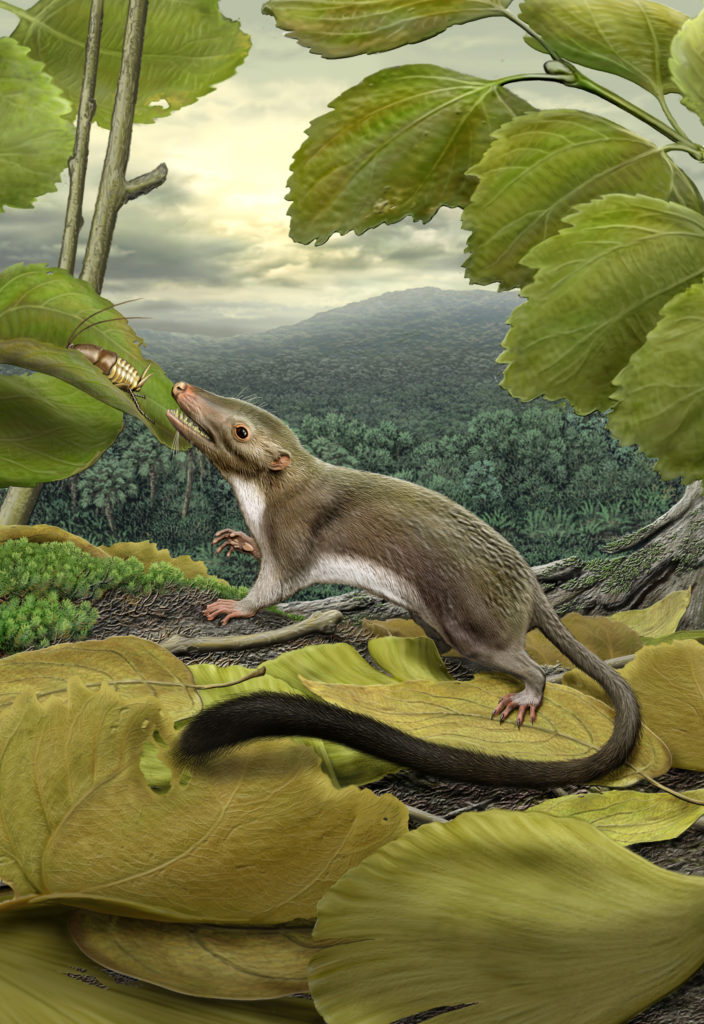 Placental Ancestor Reconstruction by Paleo Artist Carl Buell