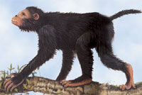 Aegyptopithecus zeuxis - Early Oligocene Egypt Source: John Sibbick