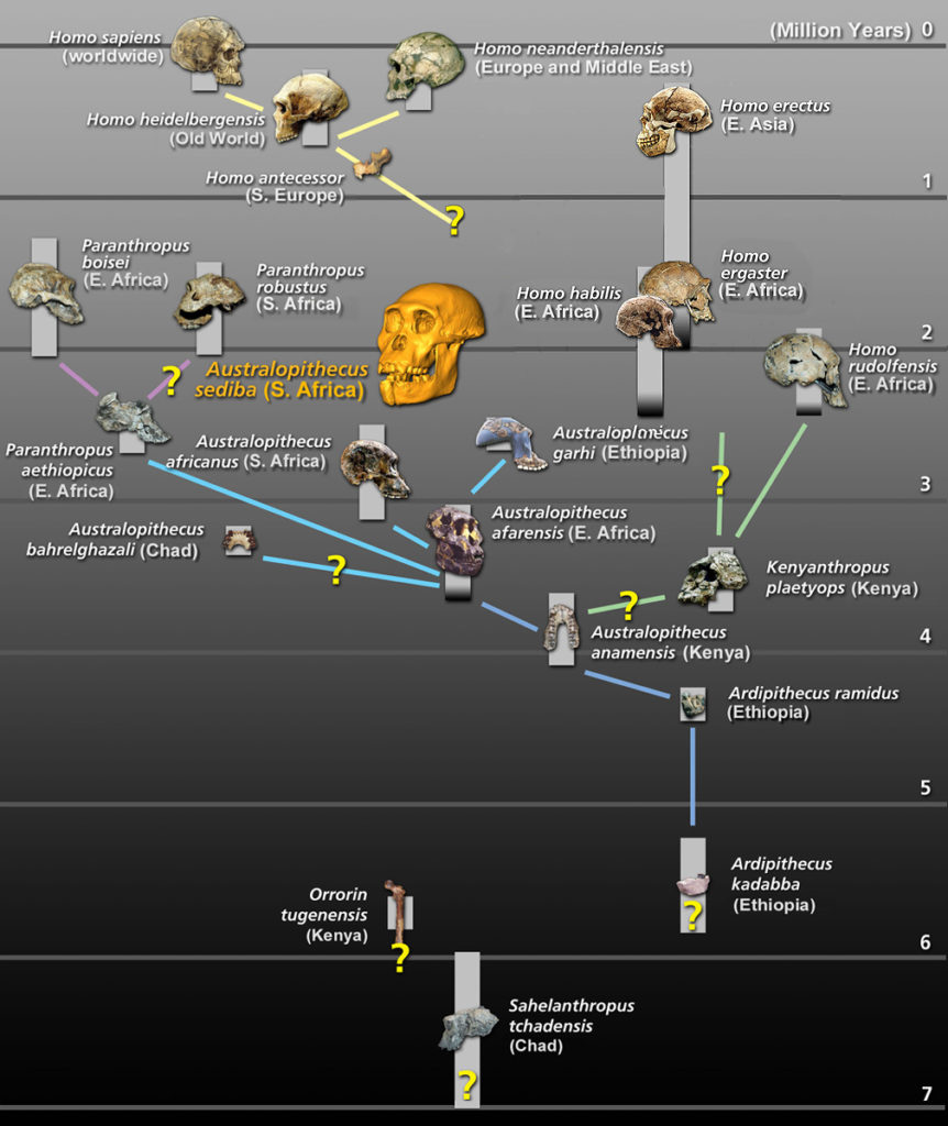 Alternative Hominin Phylogeny #1 Chart
