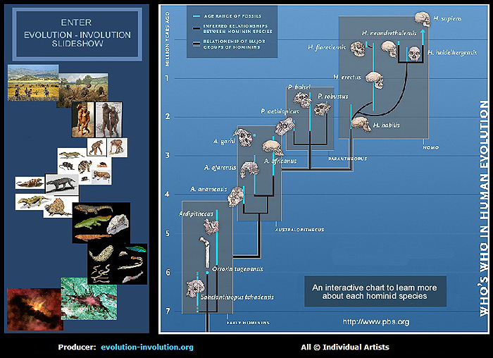 alternative hominin phylogeny