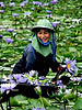 Emergent Blue Lily Blooms