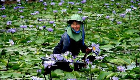 Emergent Blue Lily Blooms