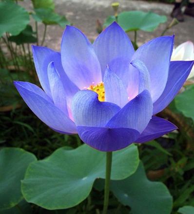 Blue Lotus - Photoshop