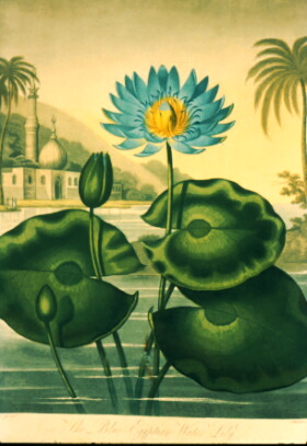 Egyptian Blue Lotus