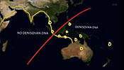 Map of Denisovan MT in Human DNA
