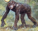 Dryopithecus in quadrupedal posture