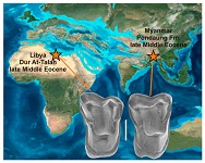 Middle Eocene Primate Radiation Map