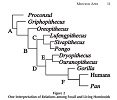 Hominoid Dendogram