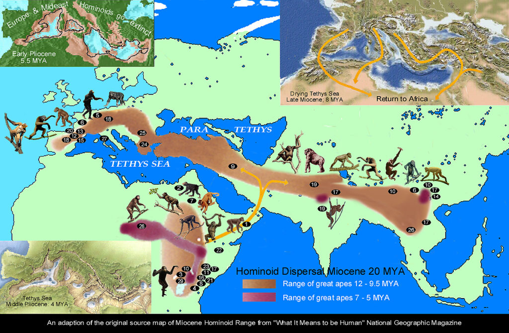 Interactive Map of Miocene Africa/Eurasia Hominoid Radiation