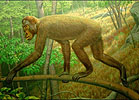 Khoratpithecus piriyai Thailand
