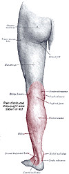 muscles involved- knee though calf to ankle