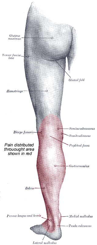muscles involved- knee though calf to ankle