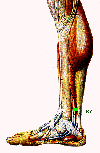 green disc on medial sural nerve