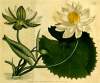 Nymphaea White Lotus