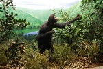 Oreopithecus bambolii - Sardinia - Source: Museo di Storia Naturale della Maremma - http://www.museonaturalemaremma.it