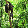 Pierolapithecus catalaunicus Reconstruction (Depicted as decidedly aboreal but bipedality may have arisen both canopy and ground.) - Institut Catala de Paleontologia Miquel Crusafont