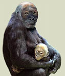Pau - Pierolapithecus catalaunicus - evolution-involution.org - Reconstruction Meike K?hler - ICP
