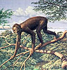 Pliopithecus (likely closely resembled Proconsul by Jay Matternes)