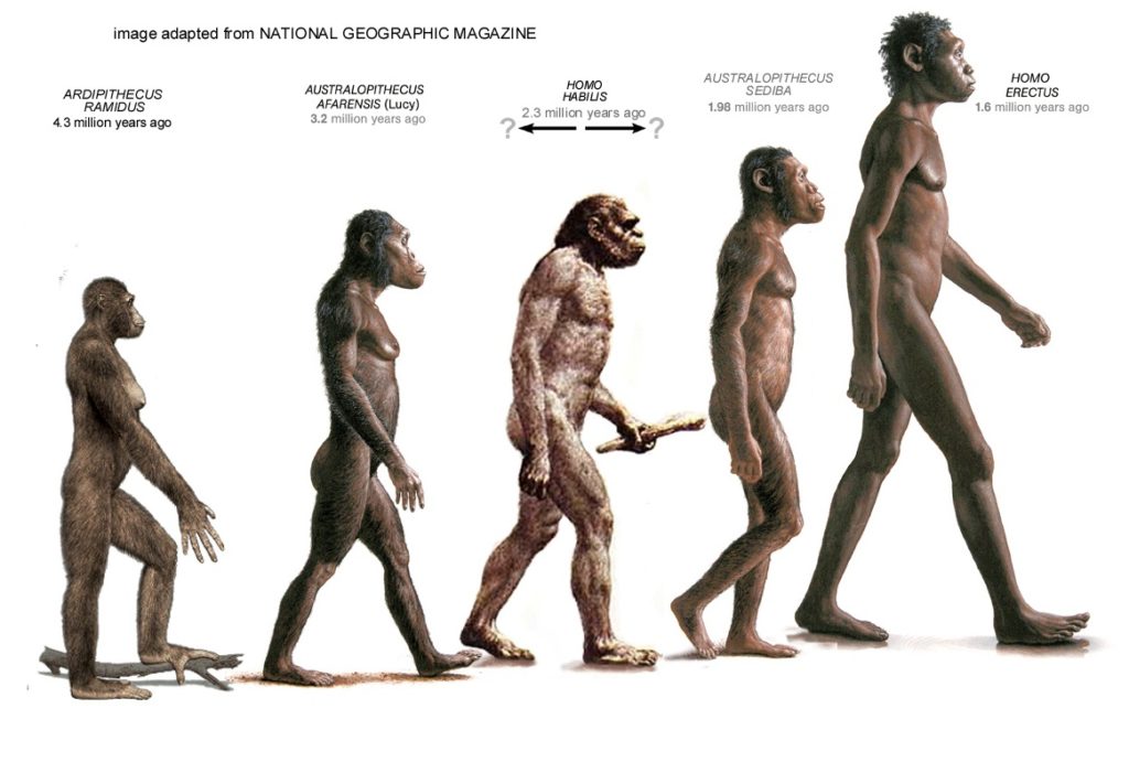 ramidus afarensis sediba habilis erectus - evolution-involution.org