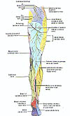 main nerve branches