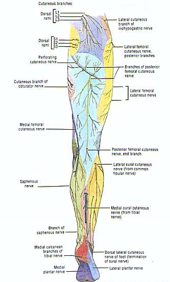 main nerve branches