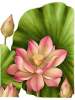 Nelulmbo nucifera by Gilly Shaeffer